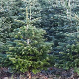 Nordmann-Tanne - Abies nordmanniana - Samen