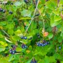 Apfelbeere, Aronia - Aronia prunifolia - Samen