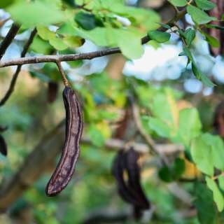 Johannisbrotbaum, Carob - Ceratonia siliqua - Samen