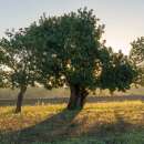 Johannisbrotbaum, Carob - Ceratonia siliqua - Samen