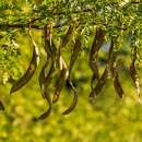 Johannisbrotbaum, Carob - Ceratonia siliqua - Samen