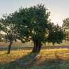 Johannisbrotbaum, Carob - Ceratonia siliqua - Samen