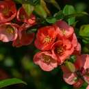 Japanische Zierquitte - Chaenomeles japonica - Samen