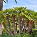 Zwergpalme - Chamaerops humilis - Samen