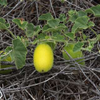 Igelgurke - Cucumis dipsaceus - Samen