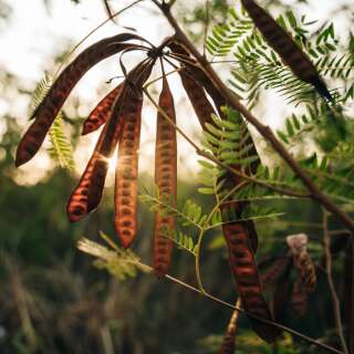 Amerikanische Gleditschie, Lederhülsenbaum - Gleditsia triacanthos - Samen