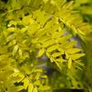 Amerikanische Gleditschie, Lederhülsenbaum - Gleditsia triacanthos - Samen