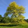 Amerikanische Gleditschie, Lederhülsenbaum - Gleditsia triacanthos - Samen