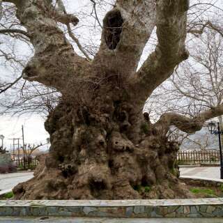 Orientalische Platane, Morgenländische Platane - Platanus orientalis - Samen