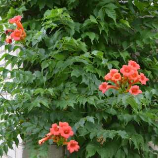 Trompetenwinde, Amerikanische Klettertrompete - Campsis radicans - Samen