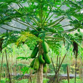 Papaya - Carica Papaya - Samen