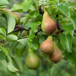 Birnbaum Kirschensaller - Pyrus communis - Samen