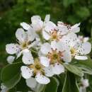 Birnbaum Kirschensaller - Pyrus communis - Samen