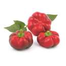 Paprika Paradeisfruchtiger Frühroter - Capsicum annuum - BIOSAMEN