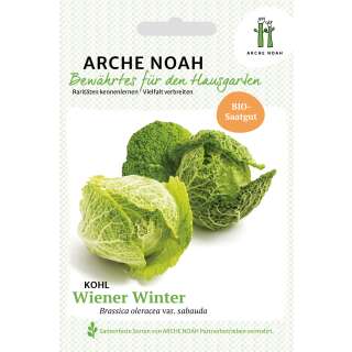 Wirz, Wirsing, Kohl Wiener Winter - Brassica oleracea...