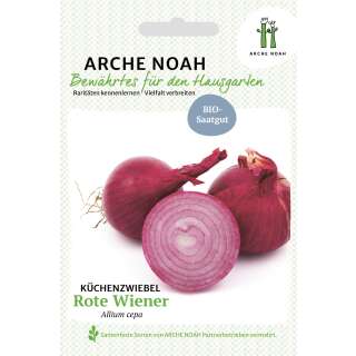 Zwiebel, rot Rote Wiener - Allium cepa - BIOSAMEN