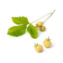 Erdbeere, Weisse Monatserdbeere Fraise des Bois - Fragaria vesca f. semperflorens - BIOSAMEN