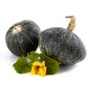 Kürbis, Winterkürbis Reigel - Cucurbita maxima - BIOSAMEN