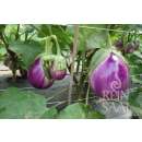 Aubergine, Eierfrucht Rotonda Bianca Sfumata di Rosa - Solanum melongena L. - Demeter biologische Samen