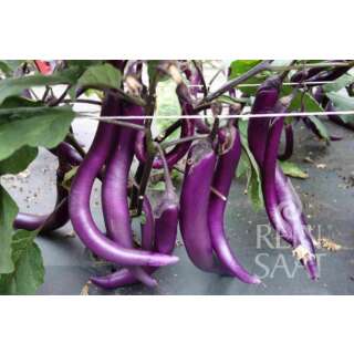 Aubergine, Fingeraubergine Tarim - Solanum melongena L. - Demeter biologische Samen