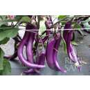 Aubergine, Fingeraubergine Tarim - Solanum melongena L. - Demeter biologische Samen