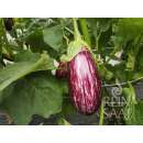 Aubergine, Eierfrucht Listada de Gandia - Solanum melongena L. - Demeter biologische Samen