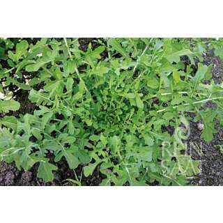 Rucola, Salatrauke Esmee - Eruca sativa - BIOSAMEN