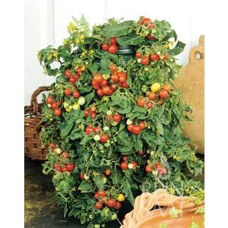 Tomate, Cocktailtomate Bajaja - Solanum Lycopersicum L. -...