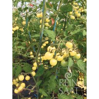 Tomate, Cocktailtomate Bianca - Solanum Lycopersicum L. - Demeter Biologische Samen