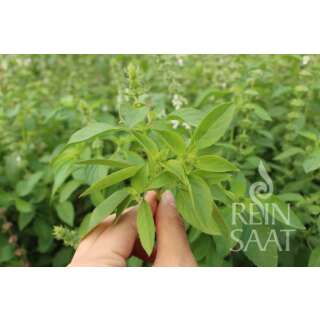 Basilikum Thai Lemon Basil - Ocimum africanum - Demeter biologische Samen