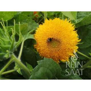 Sonnenblume Gold Coin - Helianthus annuus L. - Demeter...