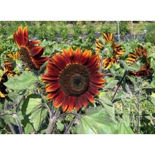 Sonnenblume Chocolate Cherry - Helianthus annuus L. - Demeter biologische Samen