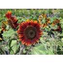 Sonnenblume Chocolate Cherry - Helianthus annuus L. -...