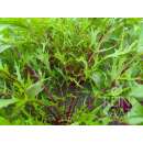 Mizuna, roter japanischer Senfkohl Purple Mizuna - Brassica rapa japonica - Demeter Biologische Samen