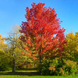 Rot-Ahorn - Acer rubrum - Samen