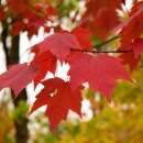 Rot-Ahorn - Acer rubrum - Samen