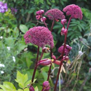 Angelika, Engelwurz, koreanischer - Angelica gigas - Samen