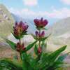 Purpur-Enzian - Gentiana purpurea - Samen