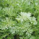 Wermut - Artemisia absinthium - BIOSAMEN