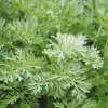 Wermut - Artemisia absinthium - BIOSAMEN