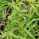Estragon De Russie - Artemisia dracunculoides - BIOSAMEN
