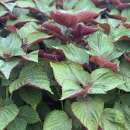 Shiso, bicolor (aus Korea) - Perilla frutescens - BIOSAMEN