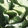 Kabis, Weisskohl Cœur de Bœuf des Vertus - Brassica oleracea var. capitata - BIOSAMEN