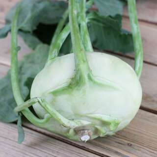 Kohlrabi Noriko - Brassica oleracea var. gongylodes - BIOSAMEN