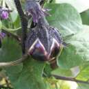 Aubergine Ronde de Valence - Solanum melongena - BIOSAMEN