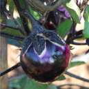 Aubergine Ronde de Valence - Solanum melongena - BIOSAMEN