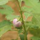 Aubergine Thai Lavender Frog Egg - Solanum melongena -...