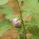 Aubergine Thai Lavender Frog Egg - Solanum melongena - BIOSAMEN