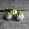 Aubergine Thai Lavender Frog Egg - Solanum melongena - BIOSAMEN