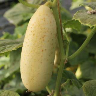 Gurke, weiss Blanc Long Parisien - Cucumis sativus -...